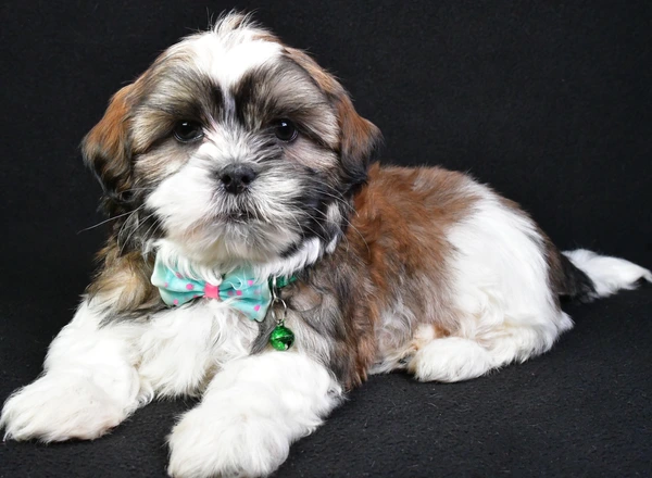 Shih Tzu - Koa