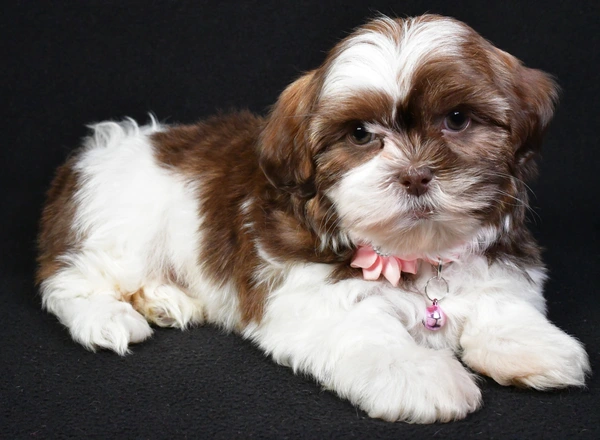 Shih Tzu - Kenzie