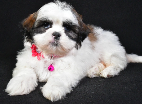 Shih Tzu - Kaleen