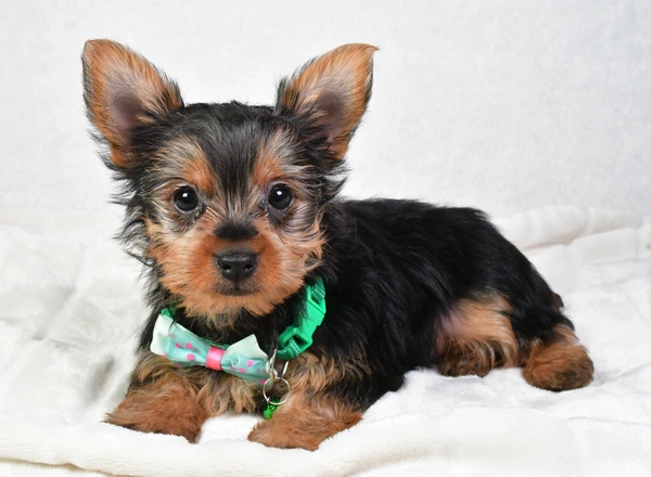 Yorkshire Terrier - Bruno