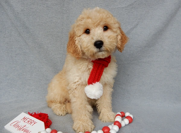 Mini Goldendoodle - Dusty