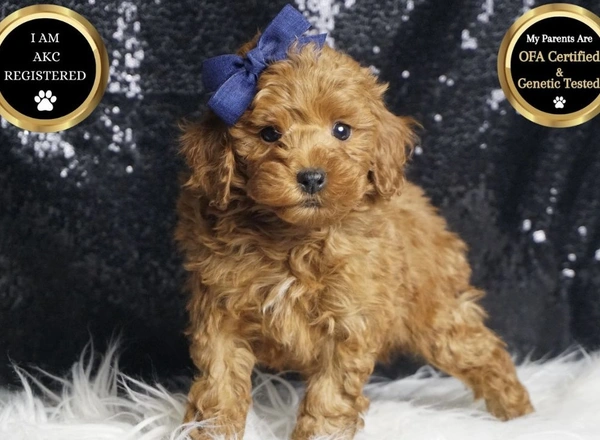 Toy Poodle - Whittle red