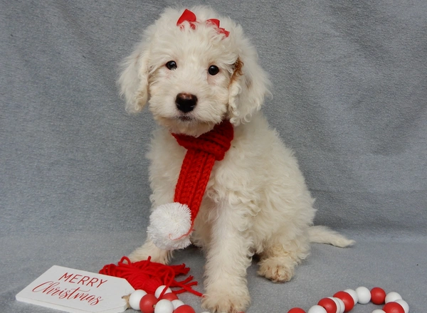 Mini Goldendoodle - Pixie