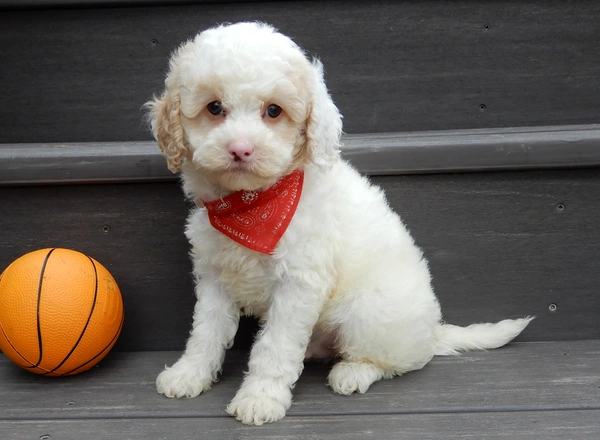 Mini Goldendoodle - Frosty-(micro mini)