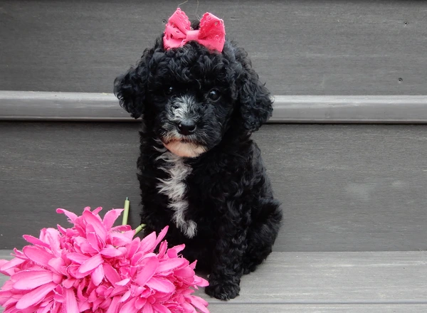 Mini Goldendoodle - Angel (micro mini)