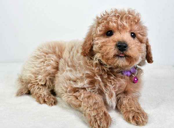 Maltipoo - Cassie