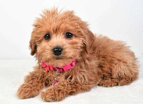 Maltipoo - Crystal