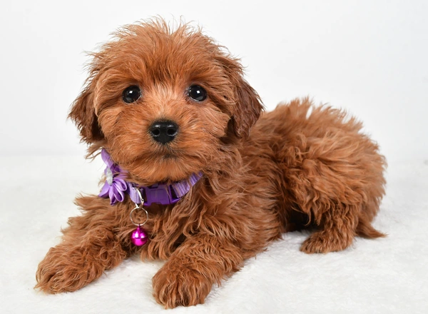 Maltipoo - Cassidy