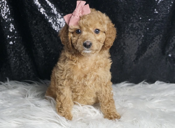 Cavapoo - Priscilla