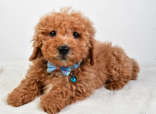 Maltipoo - Chandler