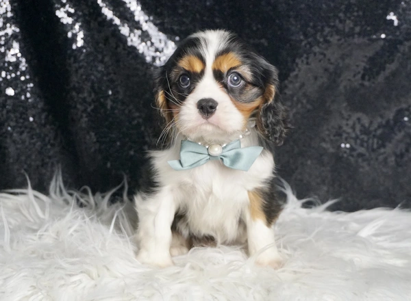 Cavalier King Charles Spaniel - Atlas