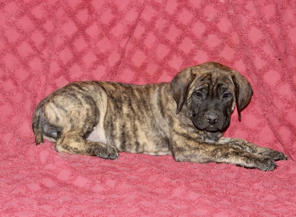 English Mastiff - Delilah