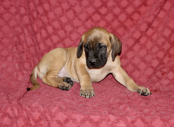 English Mastiff - Riley