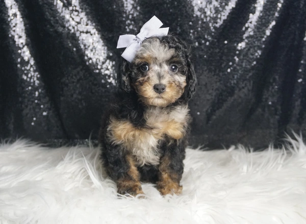 Toy Poodle - Hilda