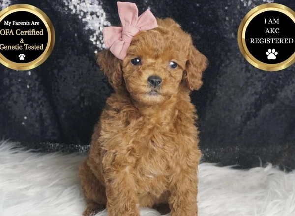 Toy Poodle - Amber