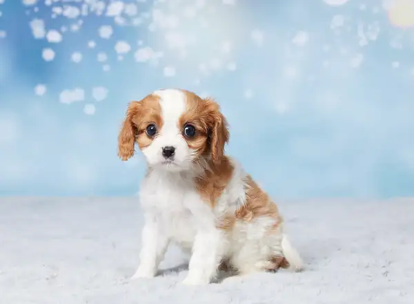 Cavalier King Charles Spaniel - NADIA