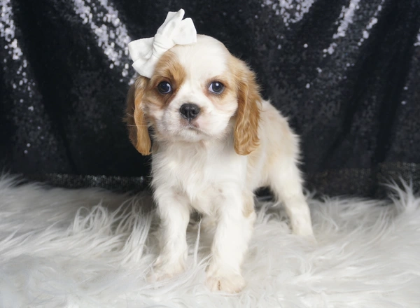 Cavalier King Charles Spaniel - Gumball