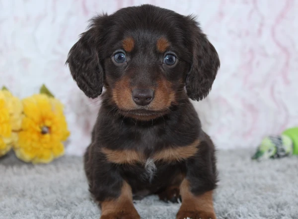 Miniature Dachshund - Mercer