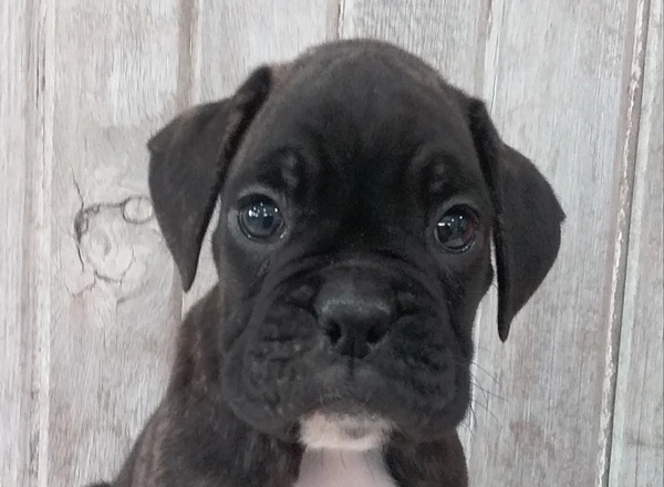 Boxer - Domino