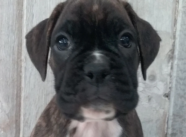 Boxer - Diesel