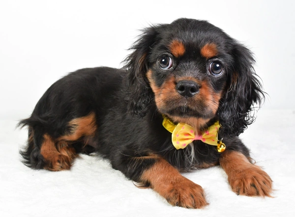 Cavalier King Charles Spaniel - Chief