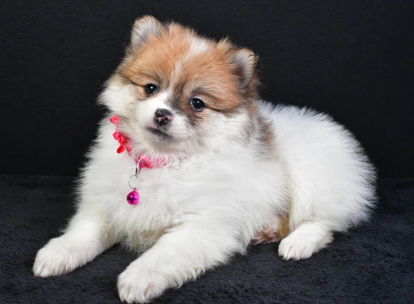 Pomeranian - Orla