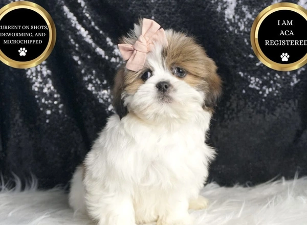 Shih Tzu - Princess