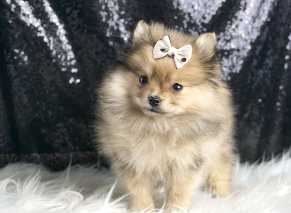 Pomeranian - Cutie