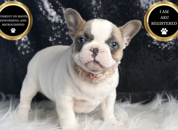 French Bulldog - Lilac