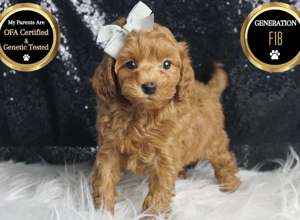 Maltipoo - Louie