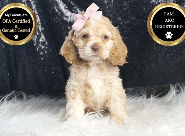 Cocker Spaniel - Olivia