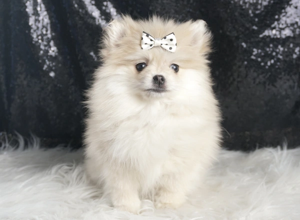 Pomeranian - Snow white