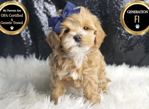 Maltipoo - Wally