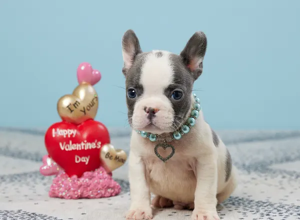 French Bulldog - BOBBY