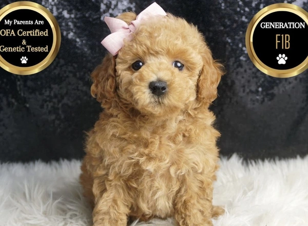 Maltipoo - WIllow