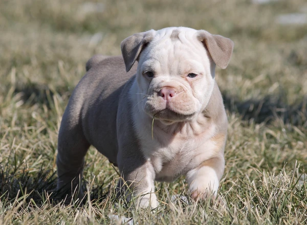 Olde English Bulldogges - Bluegate's LEO