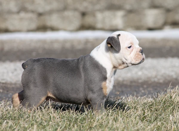 Olde English Bulldogges - Bluegate's SOLOMON