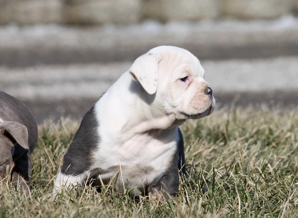 Olde English Bulldogges - Bluegate's BELLA