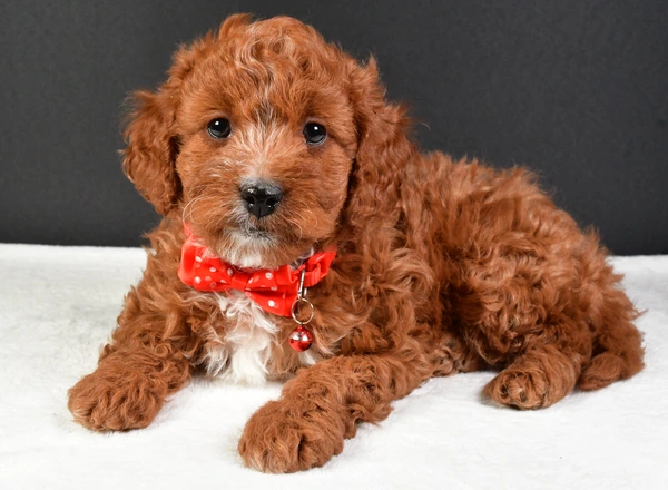 Cavapoo - Fritz