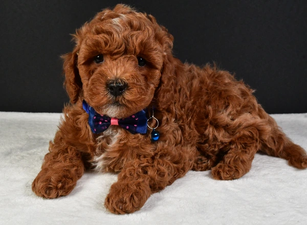 Cavapoo - Finnley