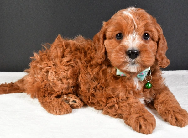 Cavapoo - Foxy