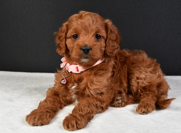 Cavapoo - Flower